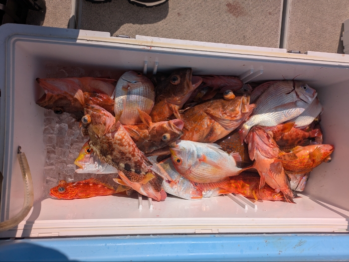 冷凍イワシ、切り身釣り