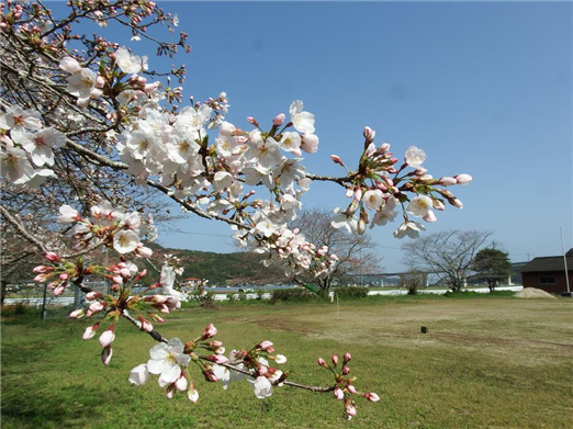 桜1