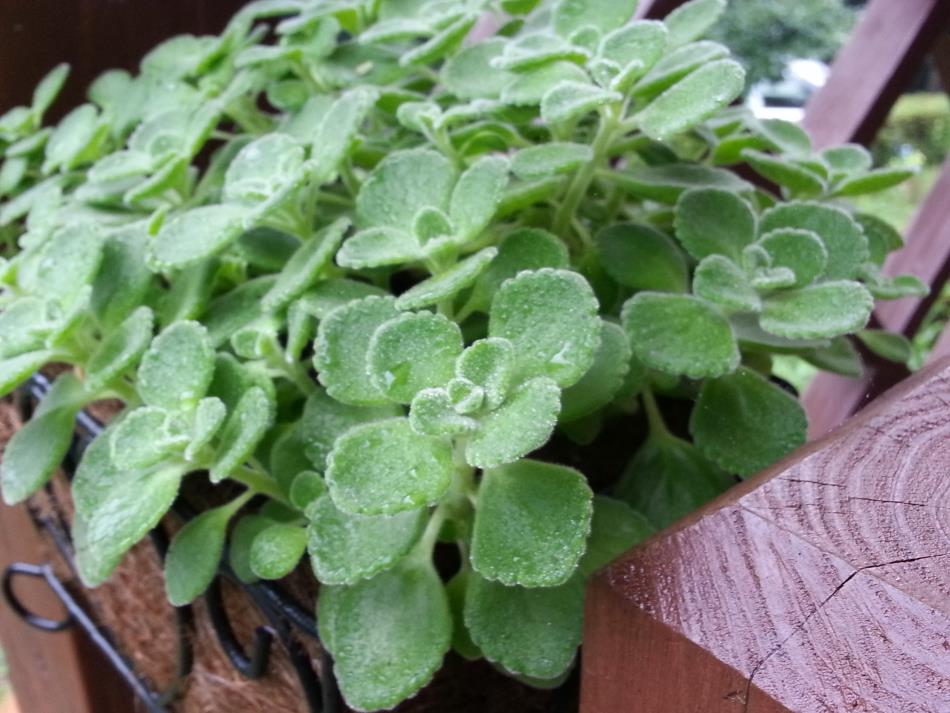 アロマティカス 商品紹介 レシピ集 Naturalherb 香草園 ナチュラルハーブ香草園