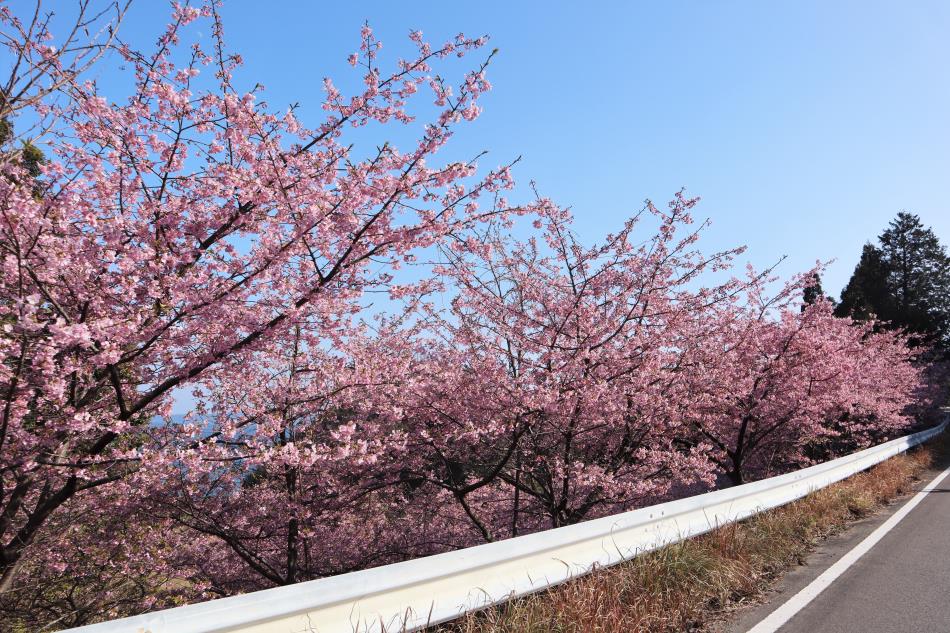 H31河津桜