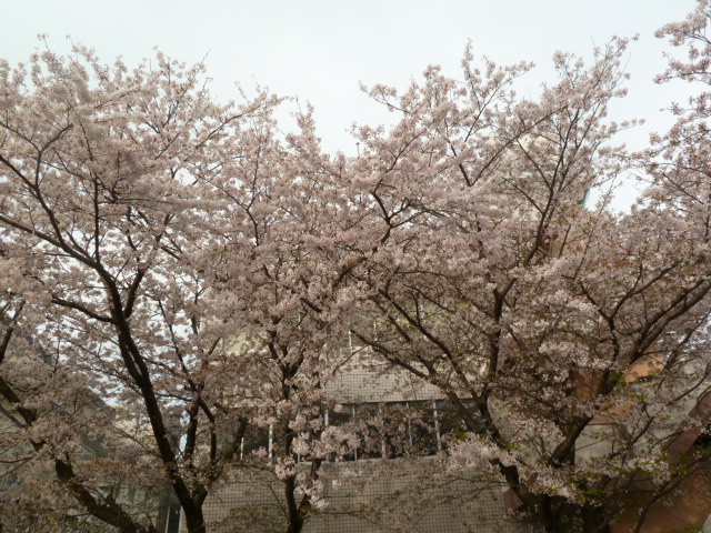 庁舎裏の桜