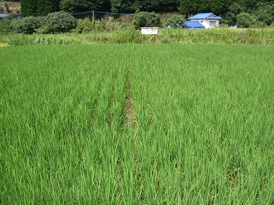 福連木子供会の田んぼ