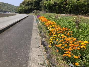 R7春の花