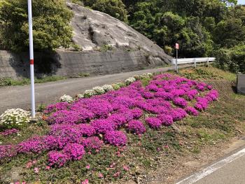 R7春の花