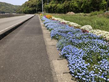 R7春の花