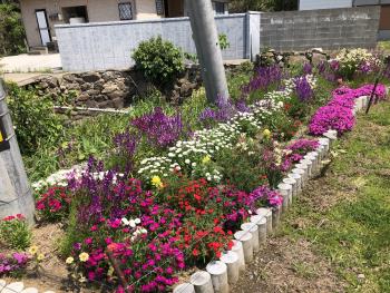 R7春の花