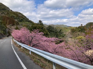 河津桜２月１７日