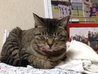 スマホでパチリ　にゃんこ7