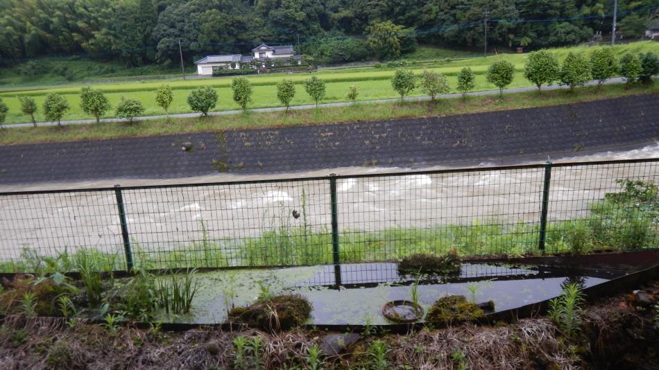 河内川台風4号接近 (3)