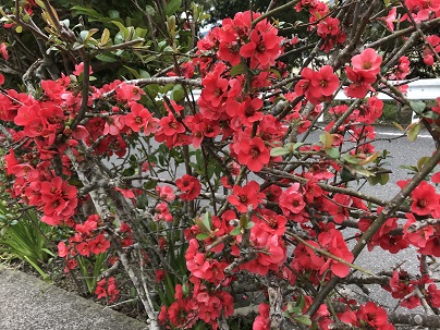 ボケの花