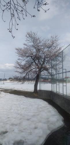 雪国の春