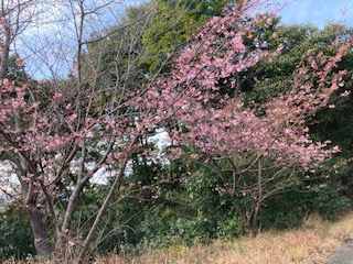 河津桜２月