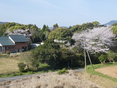 コミセン前の桜