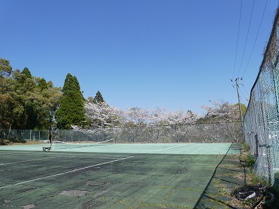 竜洞山桜4