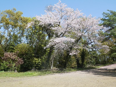 竜洞山桜5