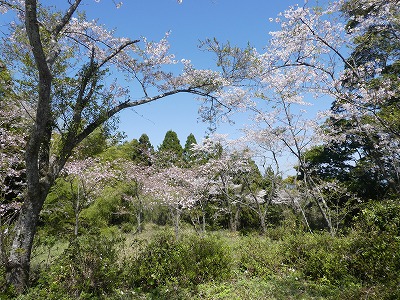 竜洞山桜3
