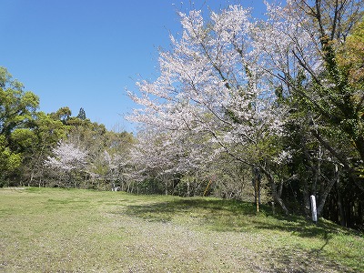 竜洞山桜2