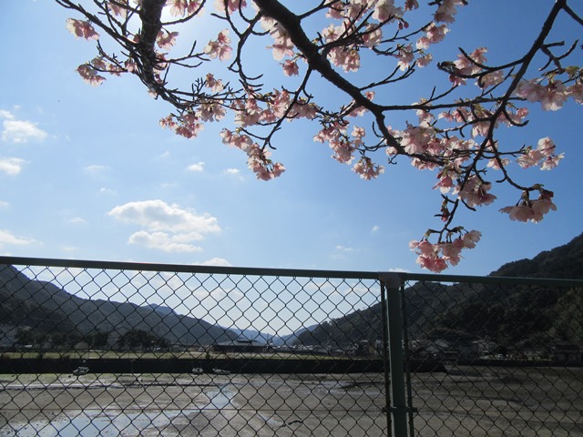 河津桜