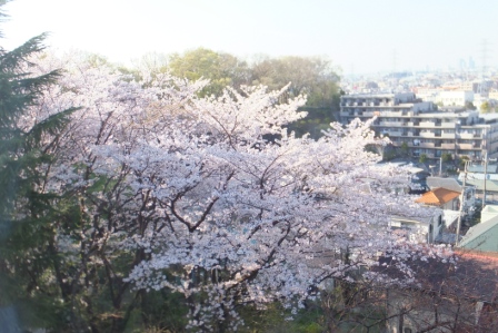 井田山桜-5