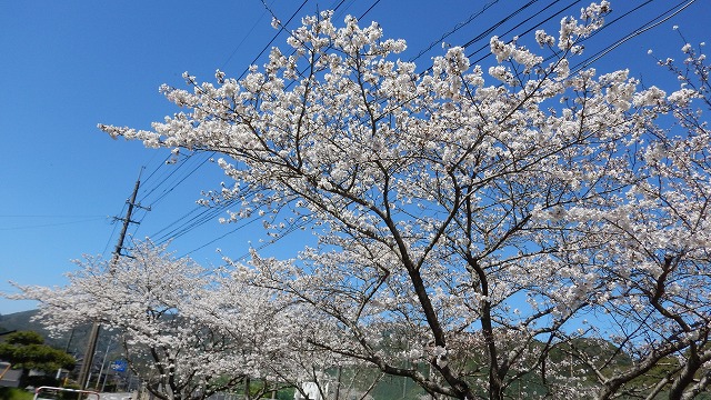 20240329桜 (7)