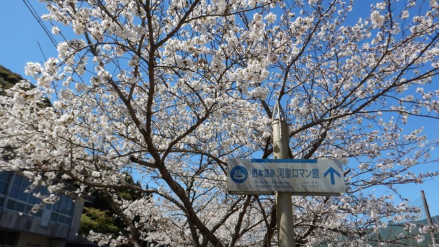 20240329桜 (4)