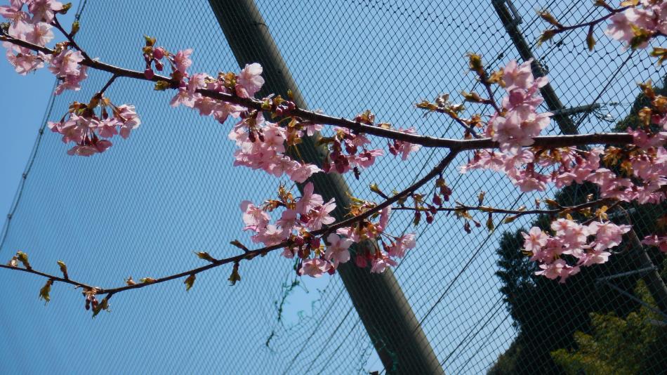 栖本　コミセン　春　桜　みつばち