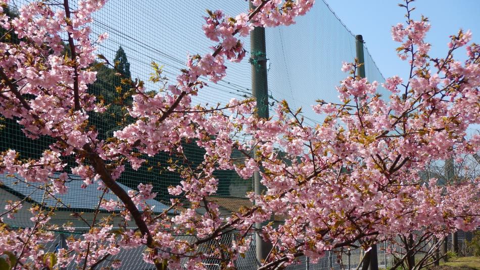 栖本　春　桜　みつばち