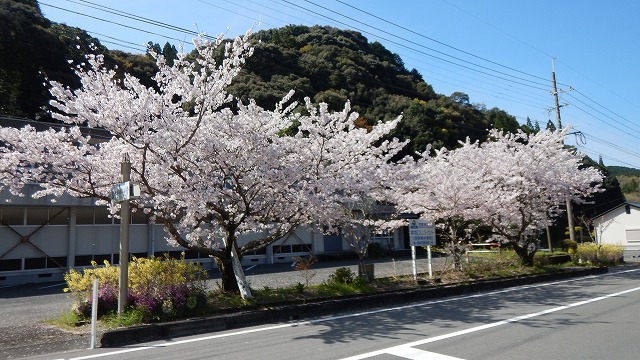 桜 (4)