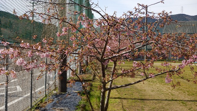 202402桜 (1)