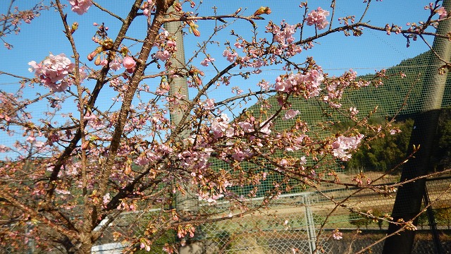 202402桜 (10)