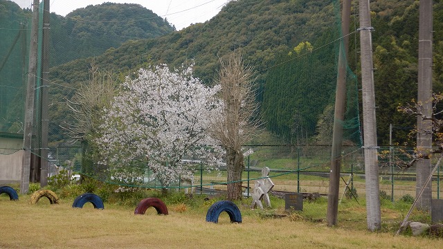 桜 (6)