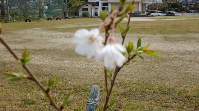 20230320桜  (15)