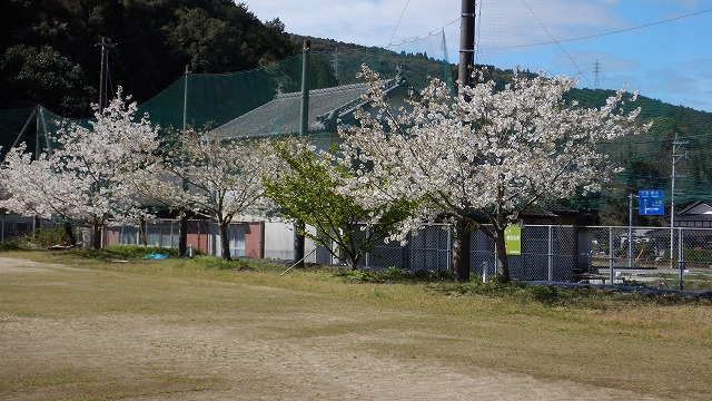 20230320桜  (21)