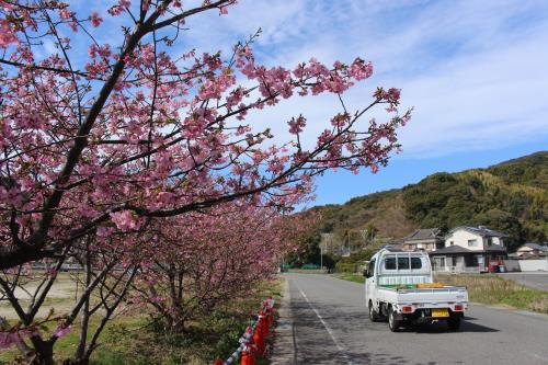 河津桜と車