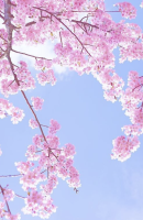 桜（トリミング130×200）
