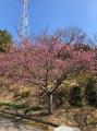 やすらぎ荘の河津桜