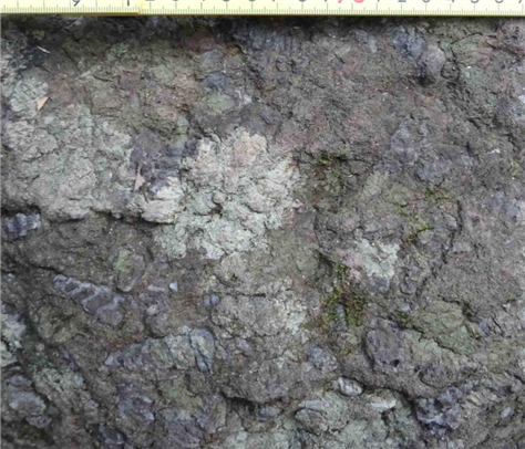 次郎丸嶽登山道の巻貝化石（縮小475×406）