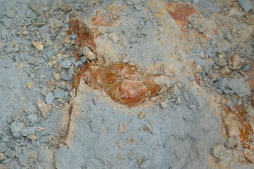 ゆしま層の化石