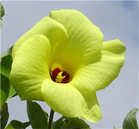 ハマボウの花（縮小380×351）（縮小271×252）
