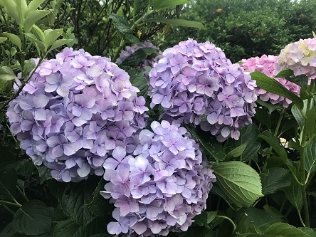 大きな紫陽花