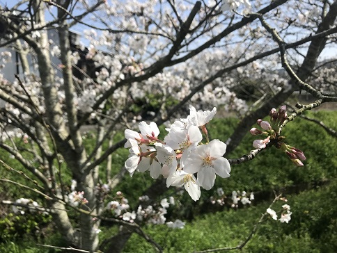 桜中心ブログ