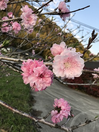 ａｒａｋｉ桜