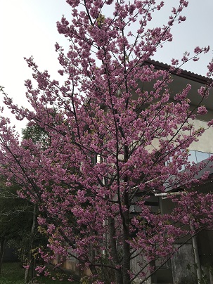 浦和の桜