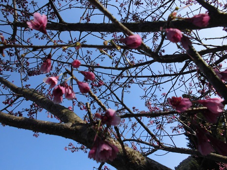 桜の花２０１７春