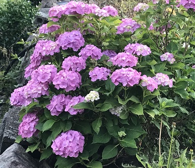 紫紫陽花