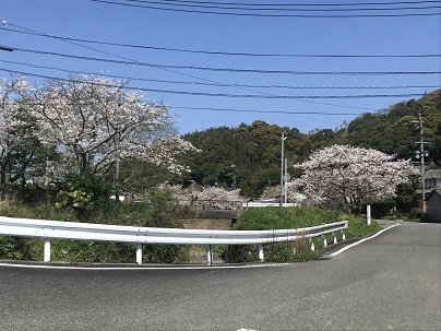 三叉路桜ブログ