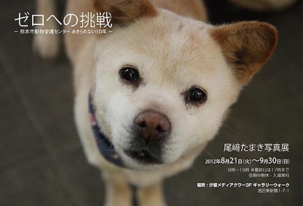 尾崎たまき写真犬