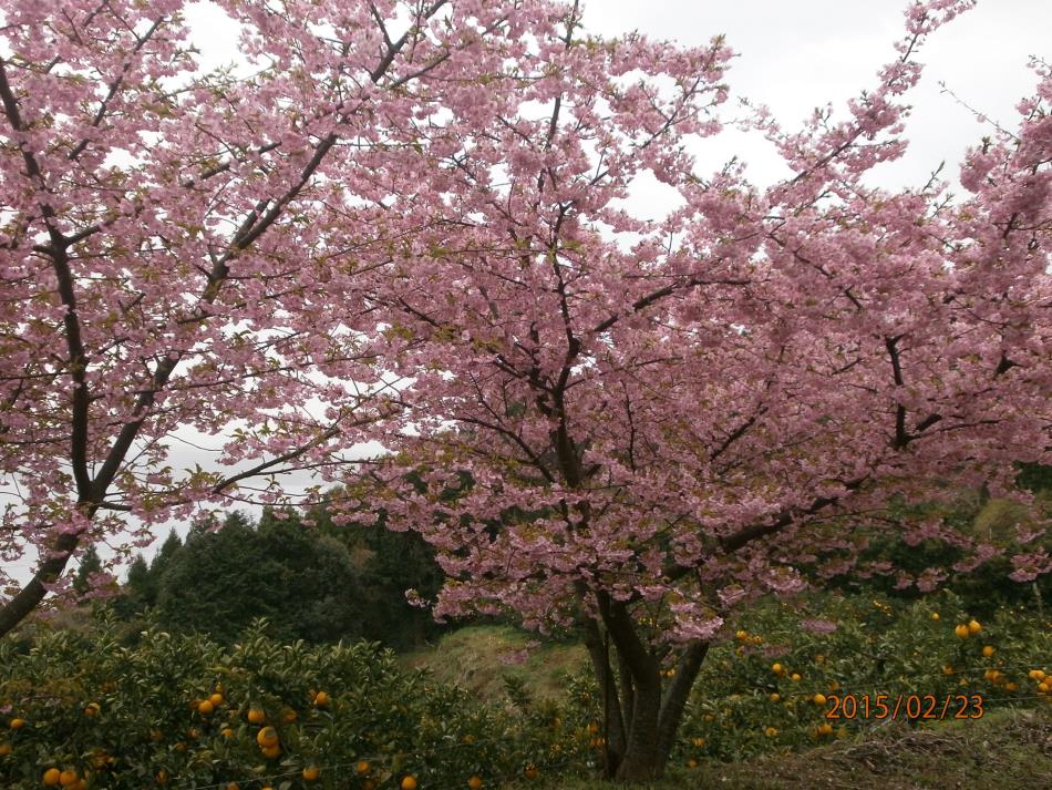 15 2 23 河津桜咲いてます 日記 深海地区振興会