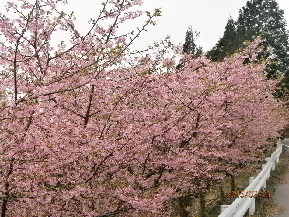 15 2 23 河津桜咲いてます 日記 深海地区振興会