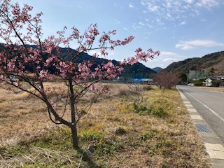 河津桜２月